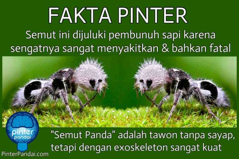 Fakta Pinter Semut Panda Serangga Lucu Tetapi Dapat Membunuh Sapi