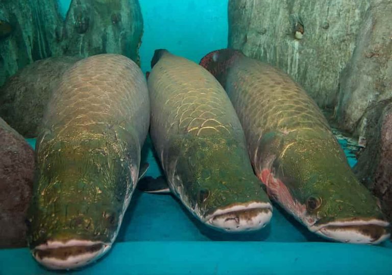 Ikan Arapaima Raksasa Asal Sungai Amazon Amerika Selatan