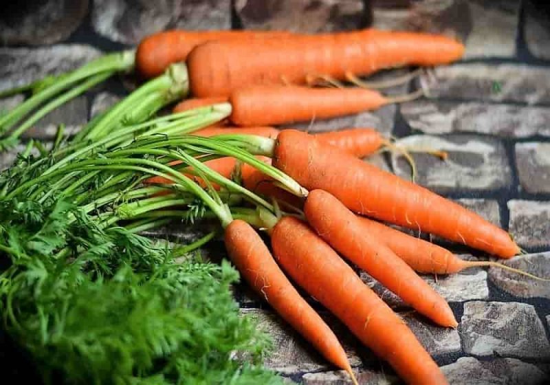 Sayur Wortel Penggunaan Nutrisi Budidaya Manfaat Bagi Kesehatan