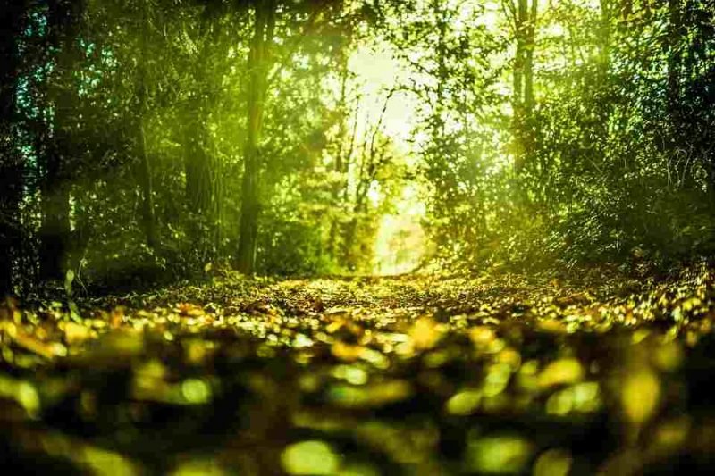 Hutan Hujan Tropik Ditemukan Di Benua Asia, Afrika, Amerika, Australia