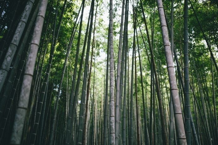 fakta Bambu