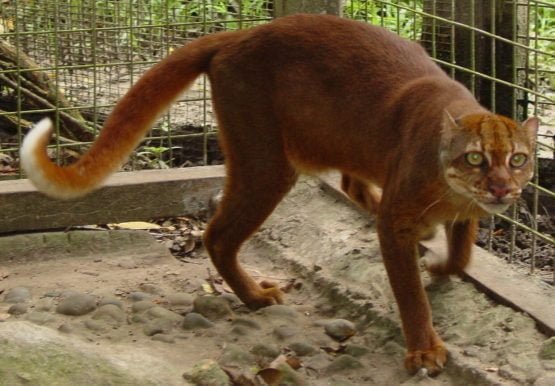 Kucing Merah Dari Kalimantan