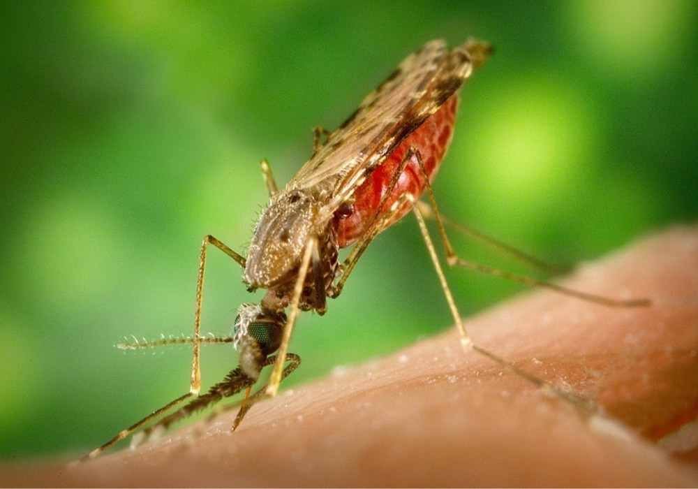 Penyakit malaria