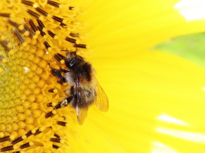 Lebah Akan Mati Setelah Menyengat Manusia