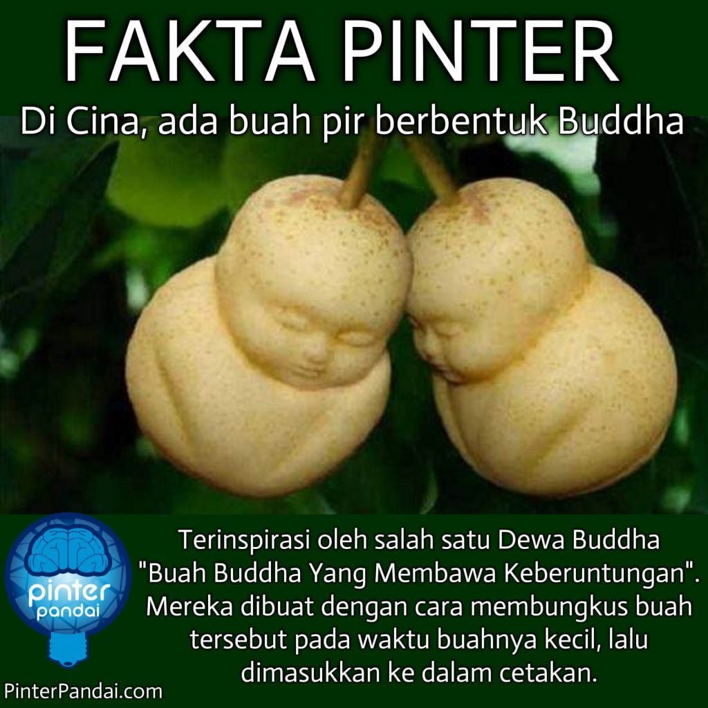 fakta Buah pir Buddha
