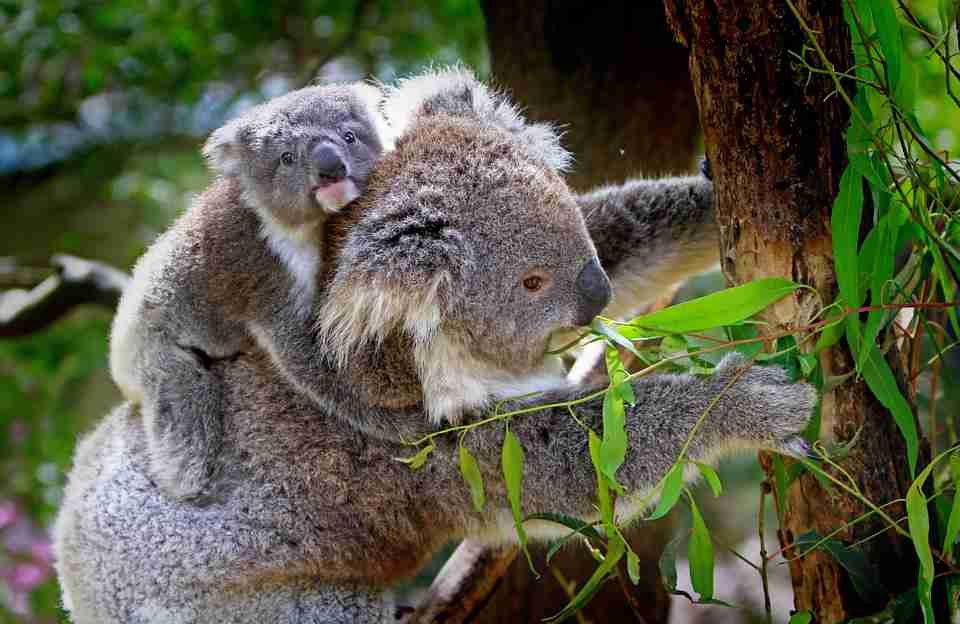Koala tidak minum air