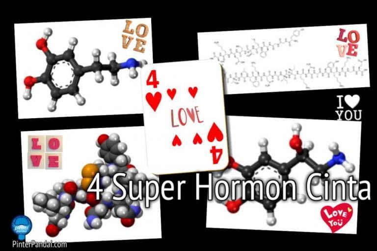 4 Hormon Cinta Yang Super - Manfaat, Pengertian & Fungsi