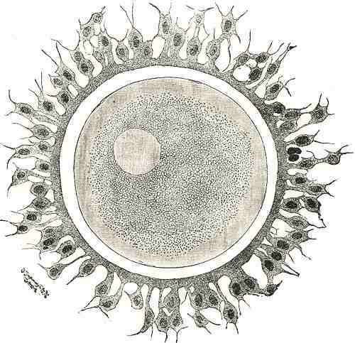 Sel telur manusia dengan corona radiata di sekelilingnya