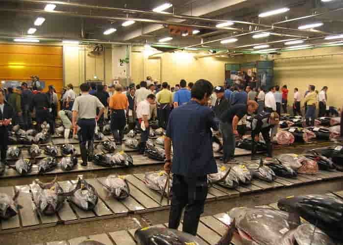 Lelang ikan pasar Tsukiji