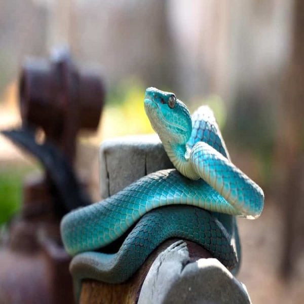 Ular Trimeresurus Insularis - Asli Indonesia Yang Berwarna Biru - Dari Pulau Komodo