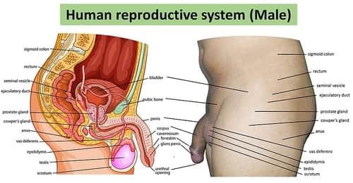 Sistem reproduksi pria