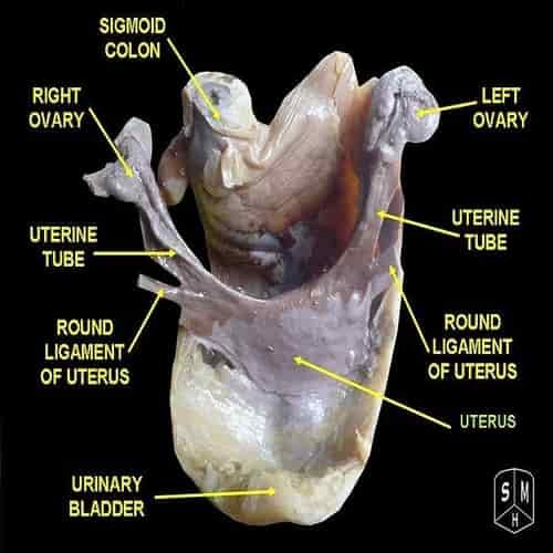 Anatomi rahim