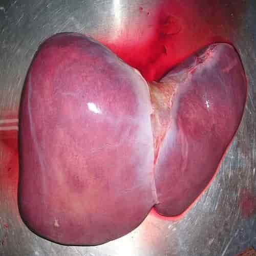 Organ hati manusia