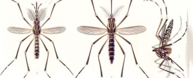 Nyamuk demam kuning Aedes aegypti