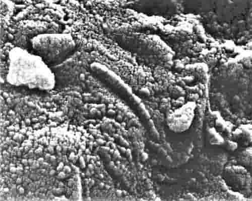 Alien - meteor ALH84001 bakteri