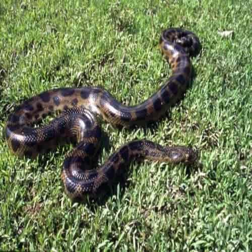 Anakonda tutul gelap - Dark Spotted Anaconda - Eunectes deschauenseei