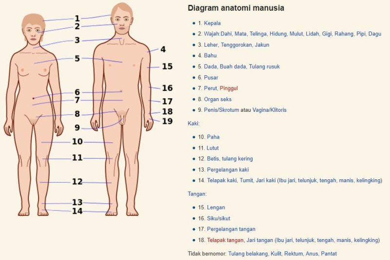 Organ Tubuh Manusia Daftar Organ Luar Dan Dalam