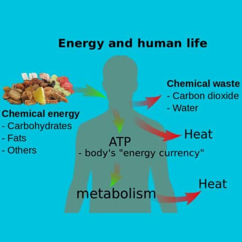 Homeostasis energi dan kehidupan