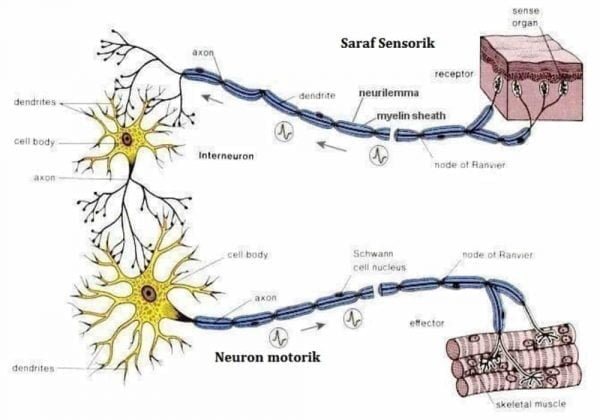  Sel  Saraf  Jenis Fungsi  Struktur Ciri Ciri Organel 