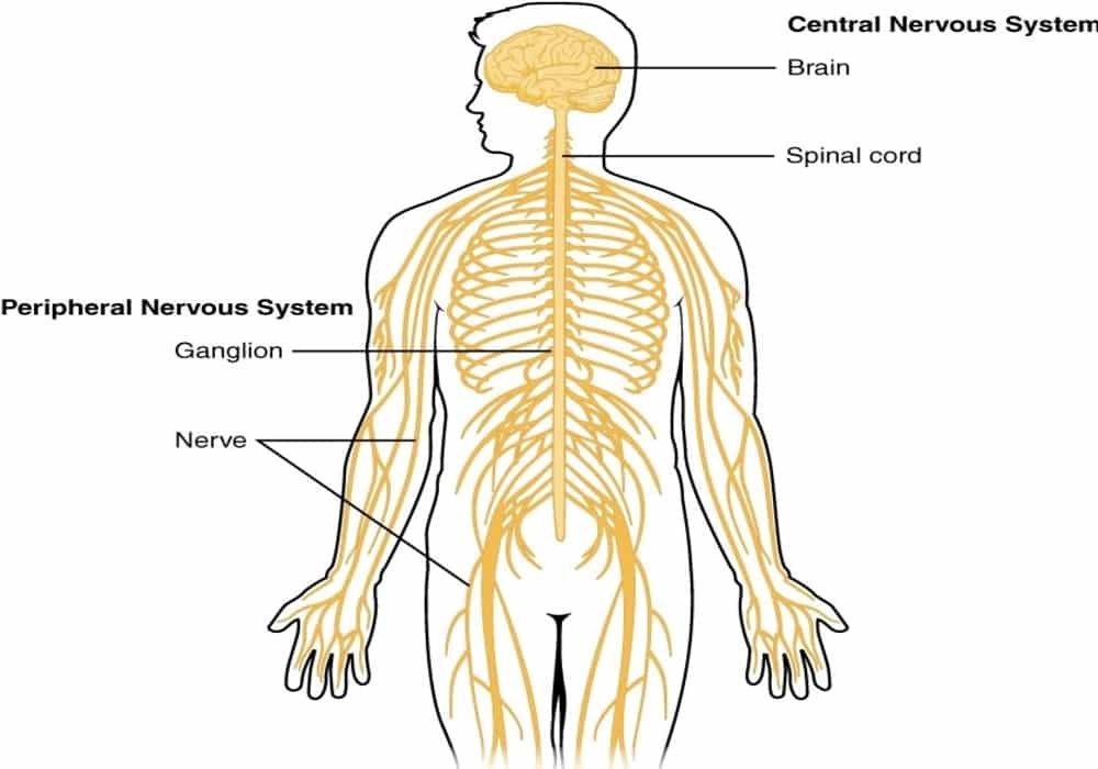 Sistem saraf pusat central nervous system