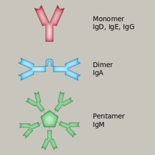 Klasifikasi Antibodi Beserta Contoh dan Fungsinya: IgM, IgD, IgG, IgA, IgE)