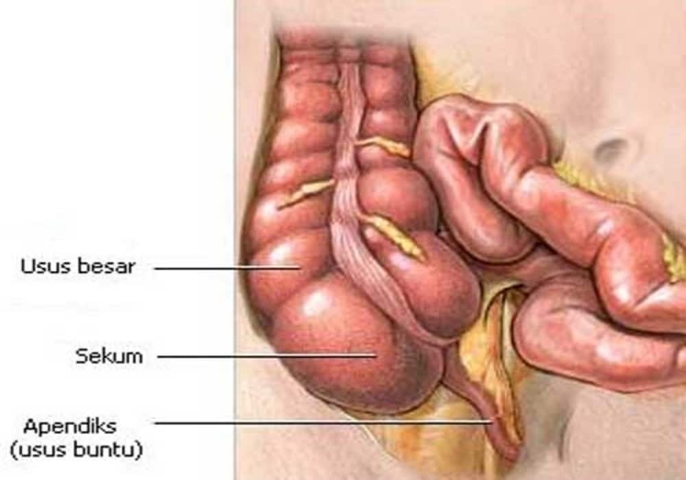 Usus buntu atau sekum adalah suatu kantung yang terhubung pada usus penyerapan serta bagian kolon menanjak dari usus besar
