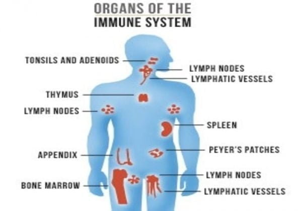 Gambar organ pembentuk sistem kekebalan tubuh