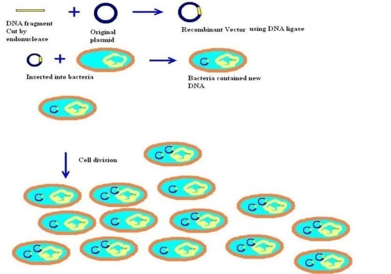 Rekombinasi DNA - Kloning DNA - Prinsip Dasar, Penjelasan Dan Contoh