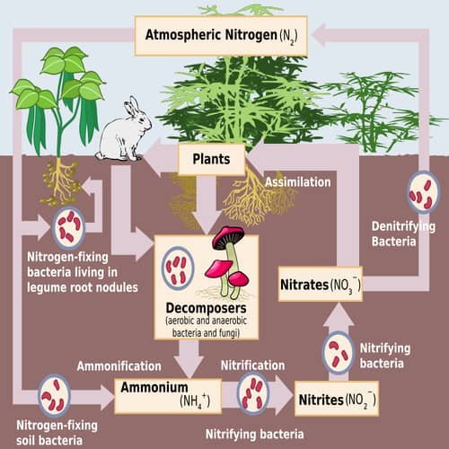 Siklus nitrogen biogeokimia