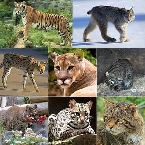 Kucing berasal dari harimau