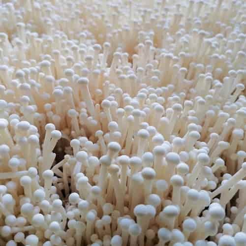 Manfaat jamur enoki untuk kesehatan