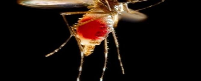 virus zika nyamuk