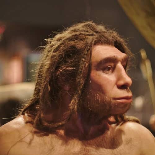 Homo neanderthalensis manusia purba