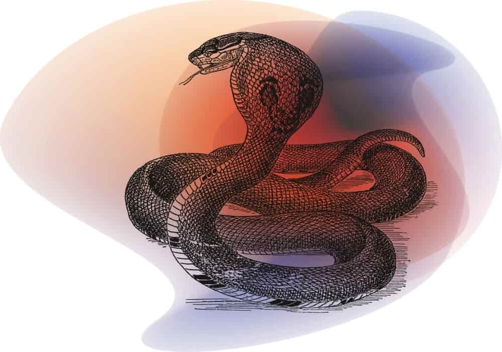 Arti mimpi melihat ular kobra hitam besar