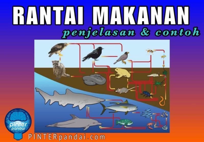 Rantai Makanan Penjelasan Contoh Di Darat Dan Di Laut 2614