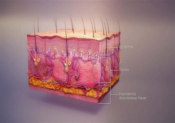 Lapisan Kulit Manusia 3 Lapisan Umum Dan 7 Termasuk Dari 5 Epidermis