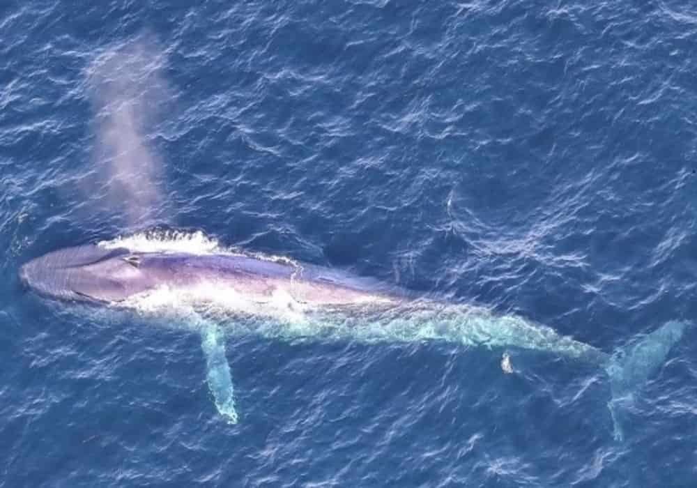 Paus (Whale) Mamalia - 2 Jenis: Bergigi dan Balin - Penjelasan, Contoh