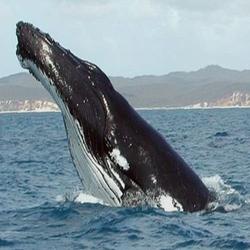 Paus Whale Mamalia 2 Jenis Bergigi Dan Balin Penjelasan Contoh