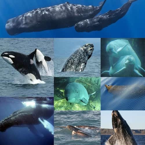 Paus (Whale) Mamalia - Berbagai Jenis Paus dan Penjelasannya - Dari Paus Biru Raksasa hingga Lumba-Lumba Hidung Botol