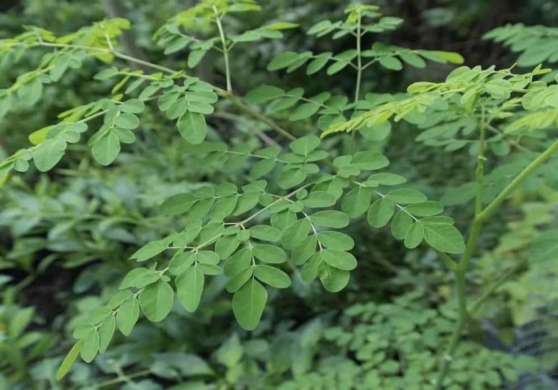 Daun Kelor | Manfaat Bagi Kesehatan Dan Kecantikan Yang Berbasis Sains