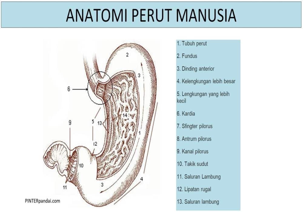 Anatomi perut manusia