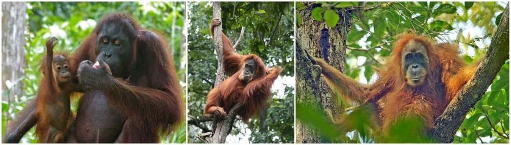 Wajah betina (dari kiri) Orangutan Kalimantan, Sumatera dan Tapanuli