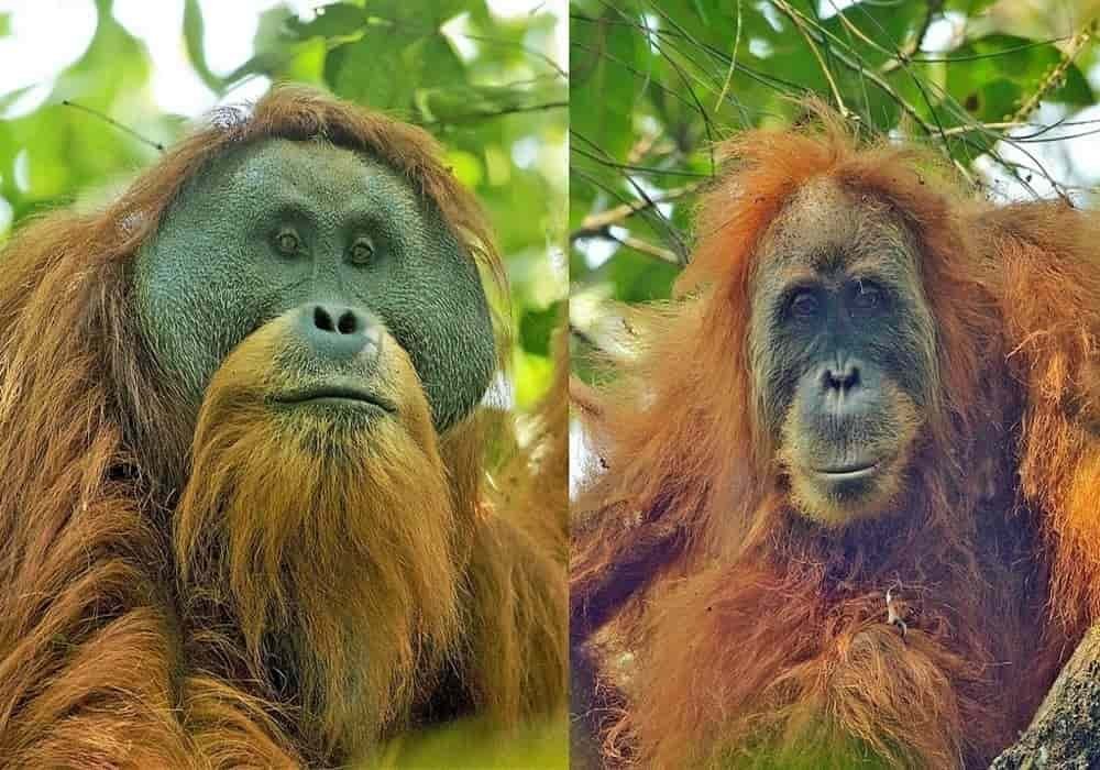 Orang Hutan Tapanuli jantan (kiri) dan betina (kanan)