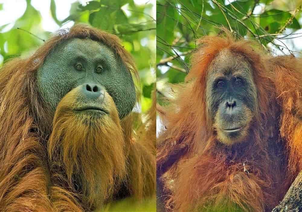 Orangutan Tapanuli jantan (kiri) dan betina (kanan)