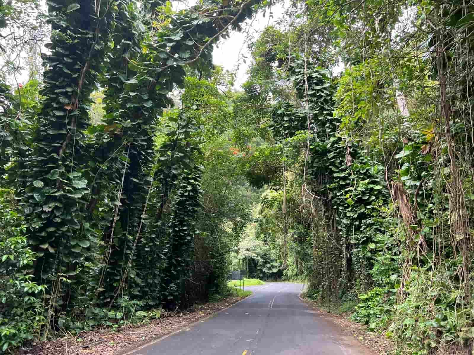 Jalan menuju road to Hana yang cantik dan hijau