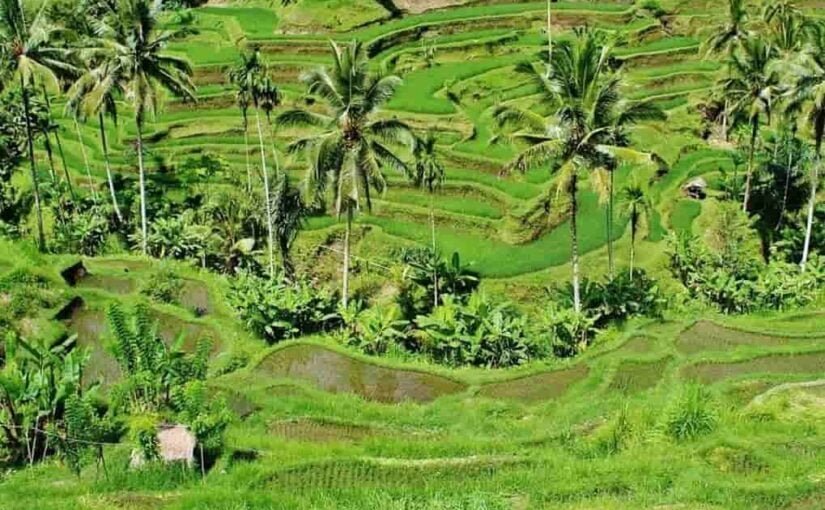 Ubud bali