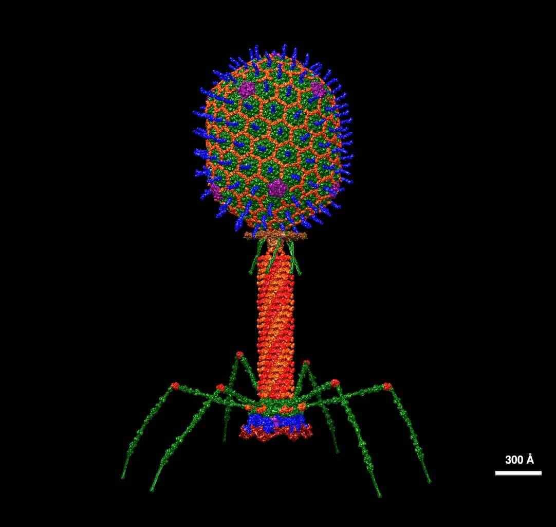Virus baik dan buruk T4 bacteriophage