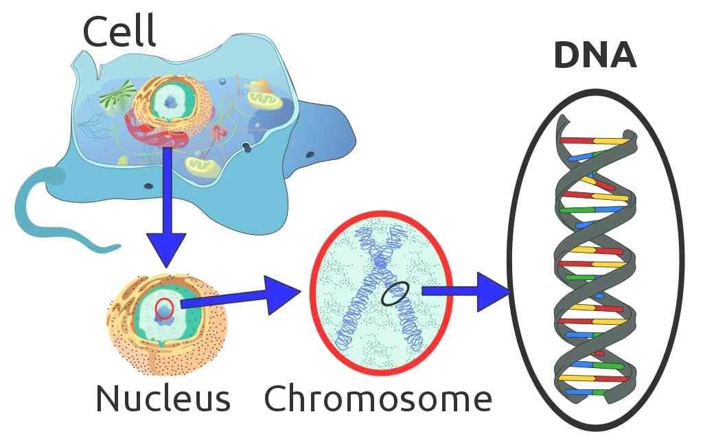 Genetika medis kromosom dna gen